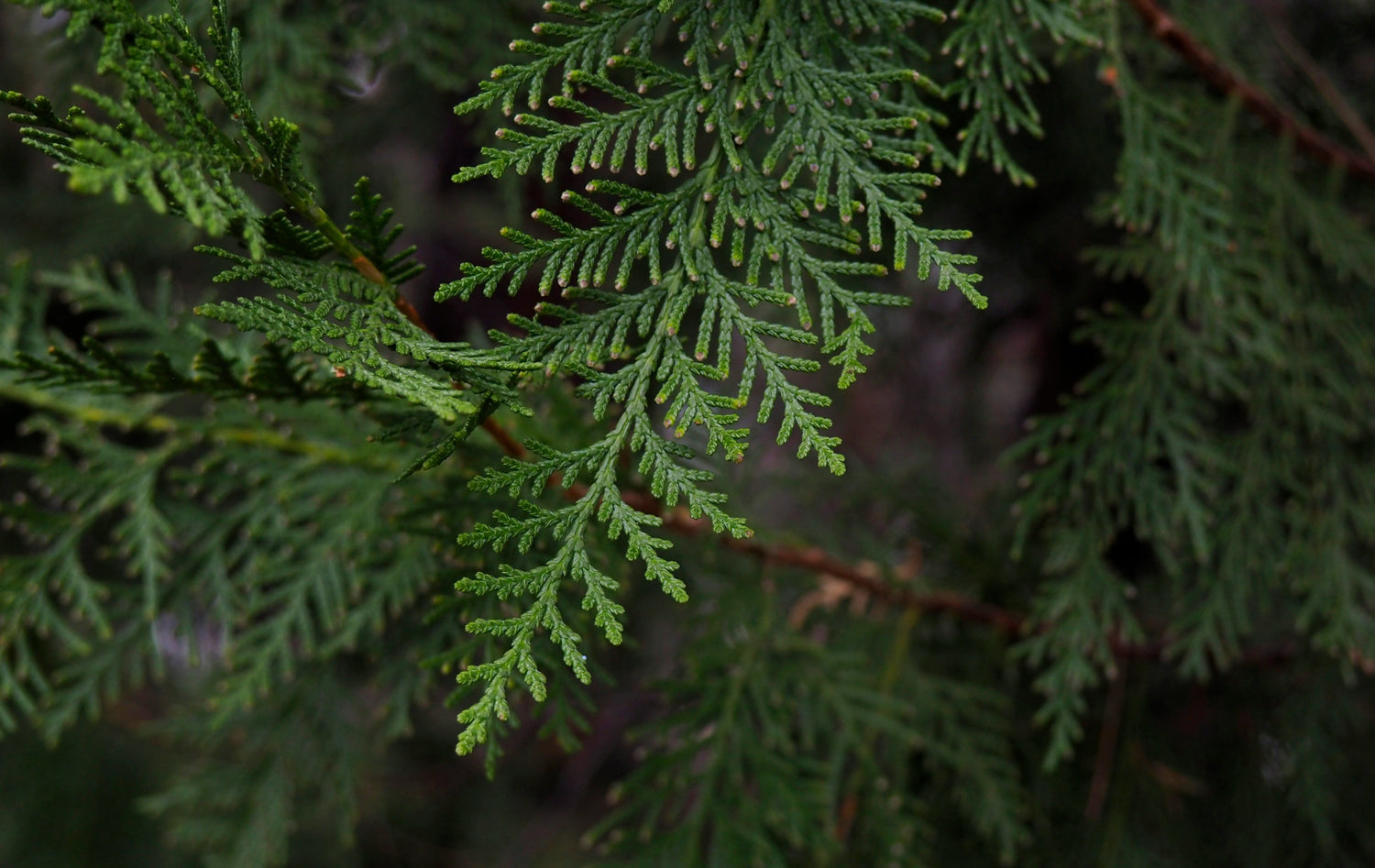 Return to the North: A Grounding Ritual for Clarity and Calm