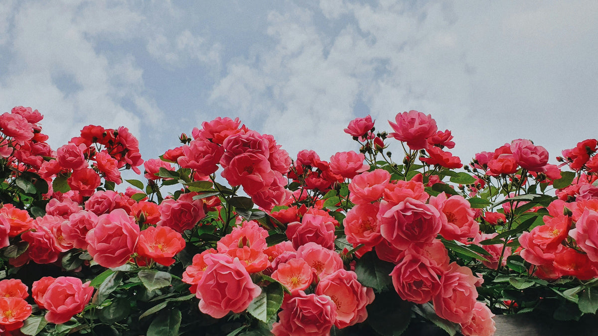 The Science of Smell: How Scent Shapes Memory, Emotion, and Who You Become