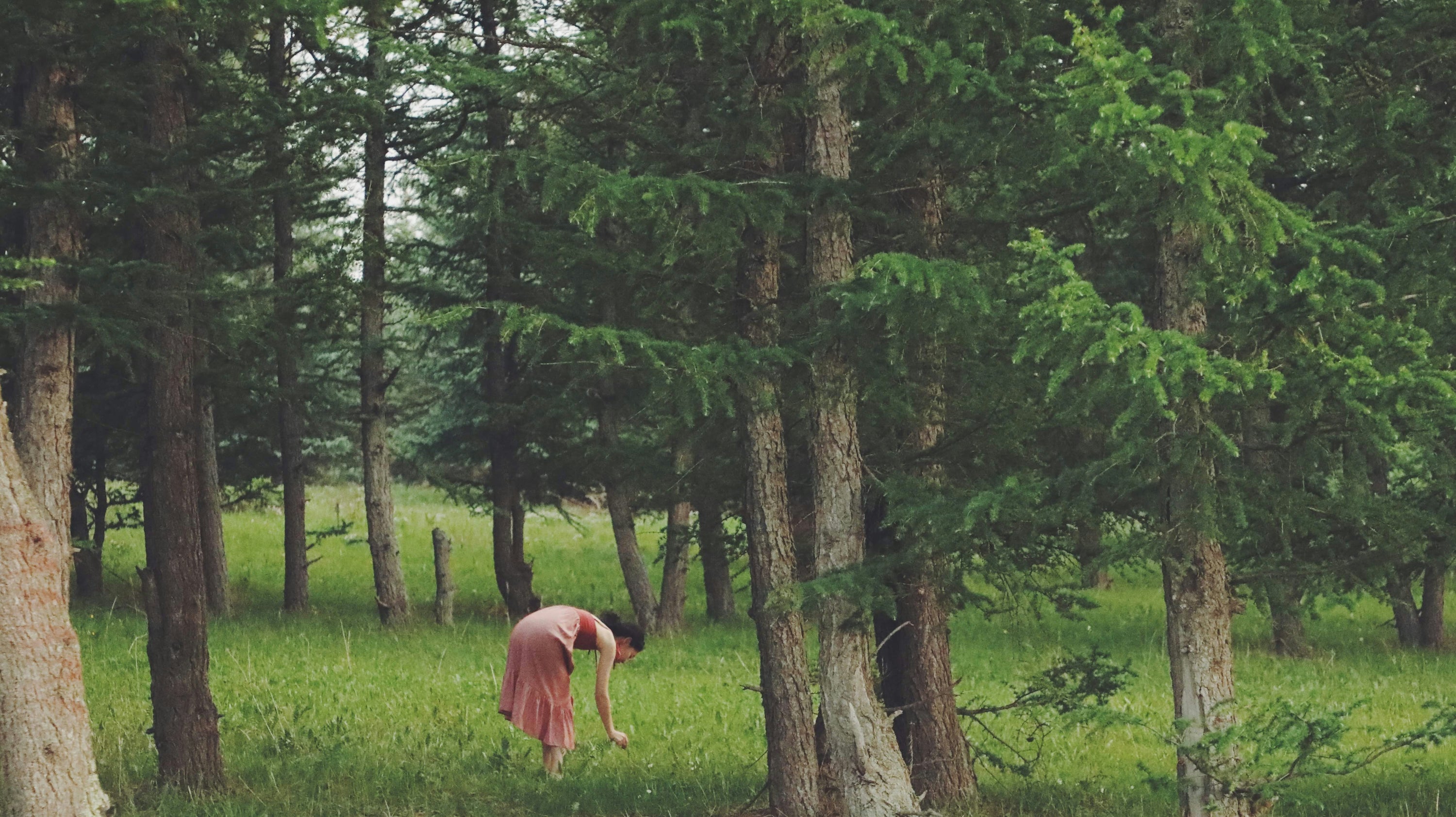 Forest Bathing Without a Forest: How to Bring Nature's Nervous System Benefits Indoors