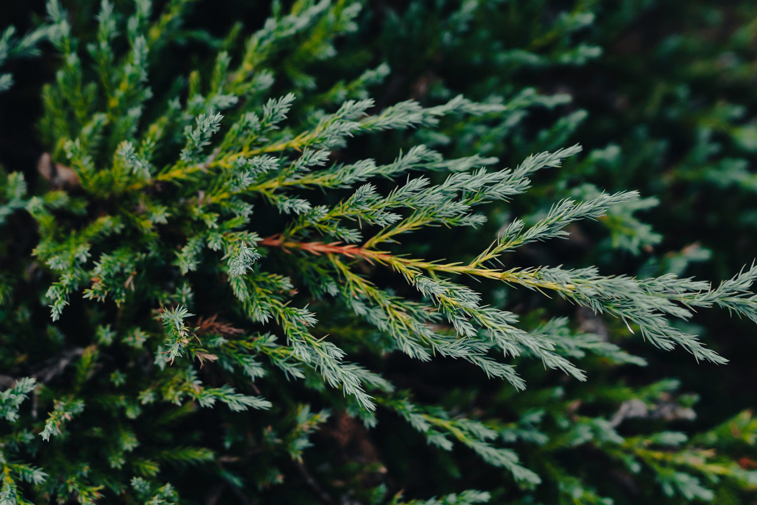 Cypress Essential Oil from Spain: The Breath of Stillness