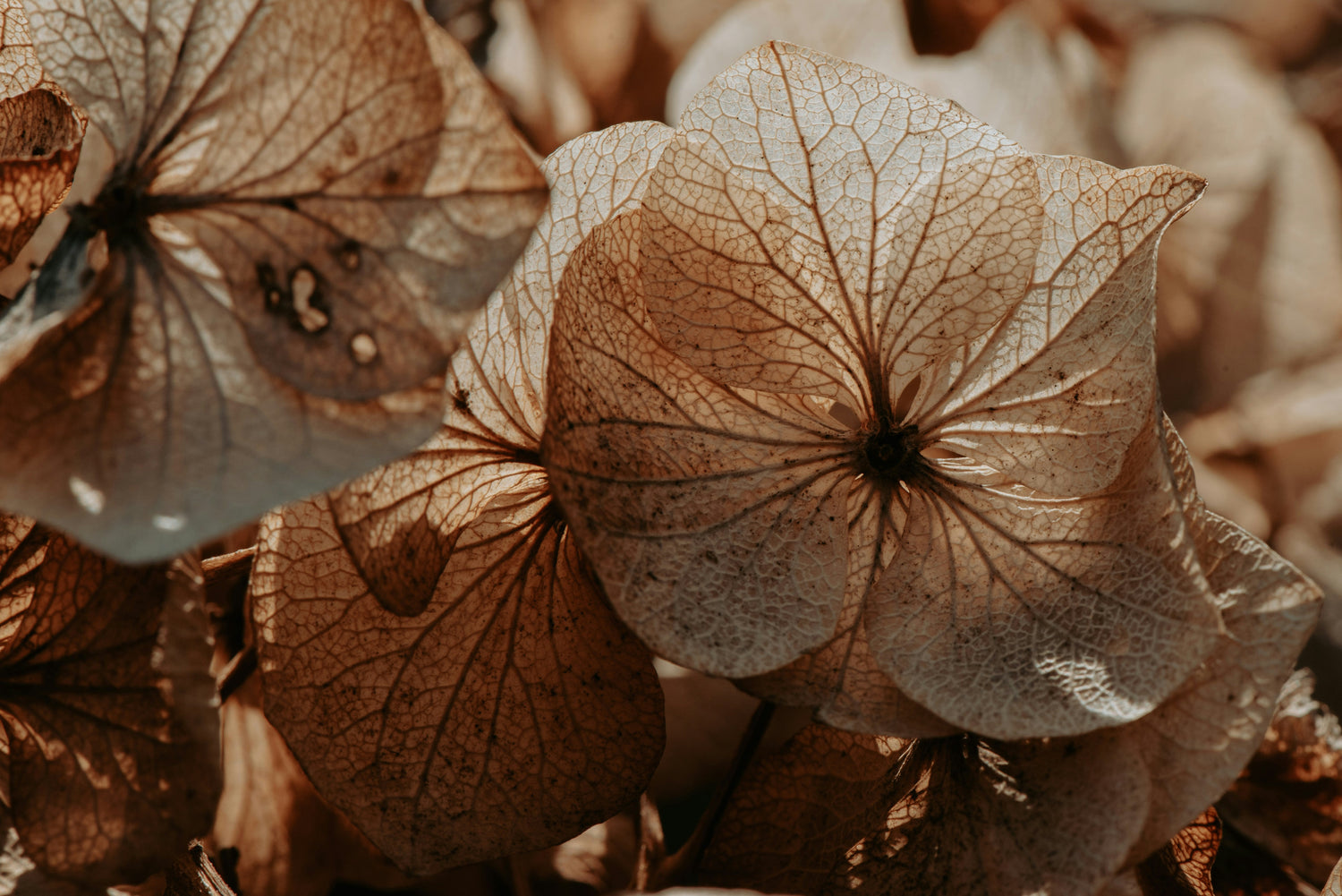 Perimenopause, Anxiety, and the Nervous System: What Nobody Is Telling You