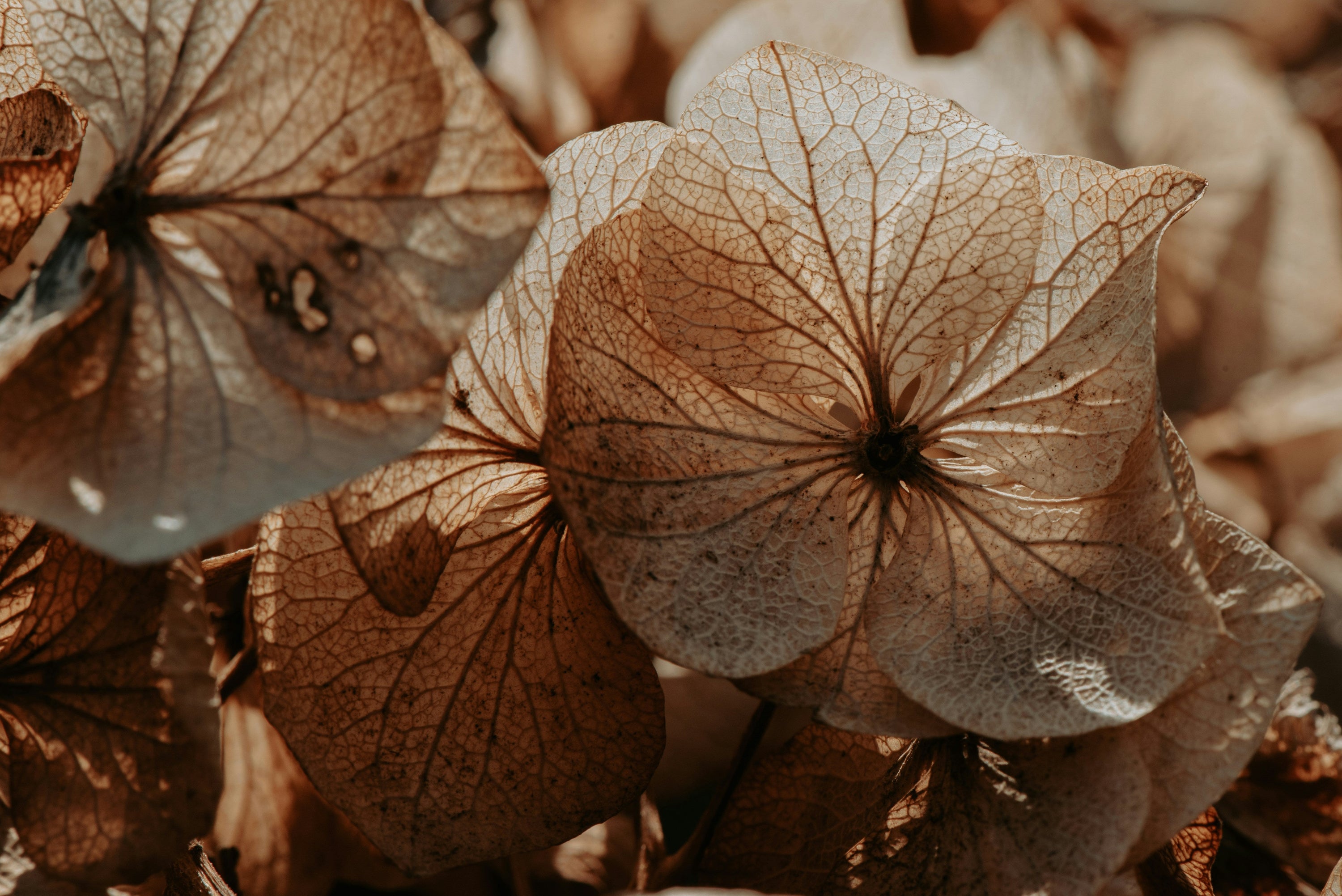 Perimenopause, Anxiety, and the Nervous System: What Nobody Is Telling You