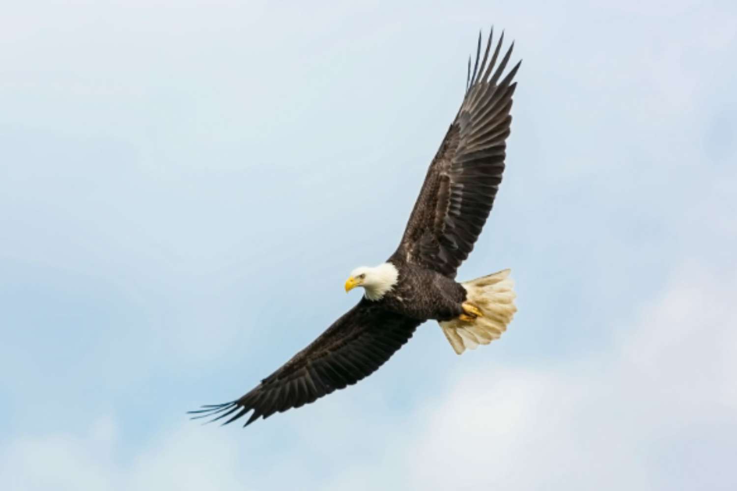 An eagle with wings spread wide in flight against a clear blue sky